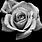 Rose Picture Black and White