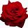 Rose Rouge PNG