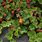 Rubus Calycinoides