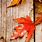Rustic Autumn Wallpaper