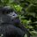 Rwandan Gorillas