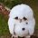 Sad Baby Owl