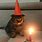 Sad Cat On Birthday