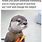 Sad Otter Meme