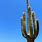 Saguaro Cactus Pictures