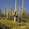 Saguaro Cactus Plant