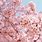 Sakura Bloom Japan