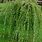 Salix Pendula
