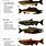 Salmon Fish Species