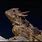 San Diego Horned Lizard