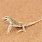Sand Lizard in Desert
