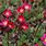 Saxifraga × Arendsii
