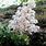 Saxifraga Longifolia
