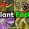 Science Facts About Plants