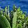 Sea Cactus