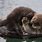 Sea Otters Cuddling