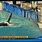 SeaWorld Tilikum Attack