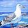 Seagull Paintings