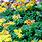 Sedum Yellow Flowers