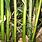 Semiarundinaria Fastuosa Bamboo