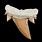 Shark Tooth Fossils