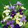 Siberian Iris Bulbs