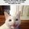 Silly White Cat Meme
