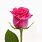 Single Pink Rose with Stem