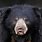 Sloth Bear Scary