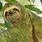 Sloth Green Fur