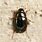 Small Black Beetle Bugs