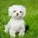 Small Dog Breeds Photo Gallery