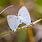 Small Light Blue Butterfly