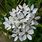 Small White Allium