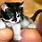 Smallest Cat On Earth