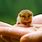 Smallest Cutest Animals