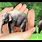 Smallest Elephant