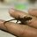 Smallest Lizard Pet