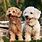 Smart Toy Dog Breeds