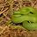 Smooth Green Snake Habitat