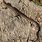 Snake Lizard California