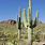 Sonoran Desert Cactus