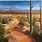 Sonoran Desert Paintings