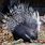 South African Porcupine