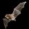Southern Bent-Wing Bat
