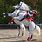 Spanish Dancing Horses