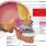 Sphenoid Sinus Bone