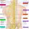 Spinal Column Nerves