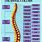 Spine Organ Chart