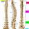 Spine Vertebrae Diagram